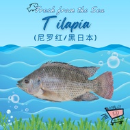[5D Grocer] Fresh Tilapia 尼罗红/黑日本 450g/800g