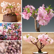 Malaysia Ready Stock 5Pcs Rare Cherry Blossom Seeds Japanese Sakura Seeds Benih Bunga Keladi Viral Fruit Seeds Flower Seeds Vegetable Benih Pokok Bunga Buah Benih Sayur Sayuran Bonsai Tree Live Plant Indoor Air Plants