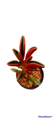 sukulen peperomia merah