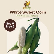 [BUY 9 FREE 3] 🌽 Jagung Susu Cameron Highland Gred A (12 Pcs) / Sweet White Pearl Corn / Fruit Corn