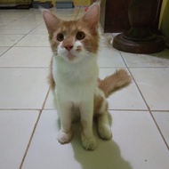 Kucing Mainecoon Betina