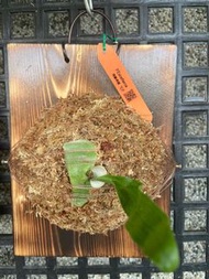 深綠卓越鹿角蕨-P.Excellerce側芽療癒植物-文青植物、蕨類植物、雨林植物-IG網紅室內植物天南星-