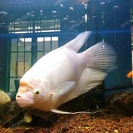 READY KODE 0846 GURAME PADANG 8 JARI / GURAME PADANG JUMBO / IKAN HIAS BERKUALITAS ORIGINAL