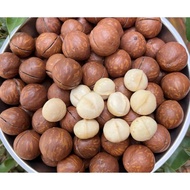Macadamia Vietnam. Dak Lak macadamia nuts are rich in nutrients (shelled macadamia nuts, macadamia n
