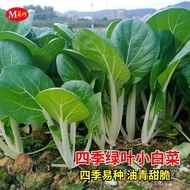 Four Seasons Small Cabbage Seeds Green Leaf Beet Cabbage Seeds Farm Vegetable Garden Green Cabbage S