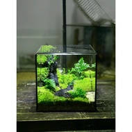 The Cube Terrarium - Unique Gift, Terrarium Tank, Totoro 12x12x12cm