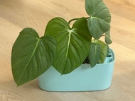 Philodendron McDowell 麥克道爾蔓綠绒 / 對稱心型葉, 中間葉脈少少閃閃 / 鑽石山或荔枝角mtr現金交收