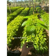 Mahogany Tree Seedlings (1pc.)
