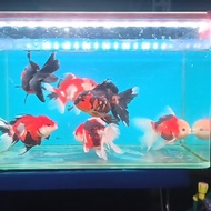 Ikan Koki Oranda 3color size 11-13 cm