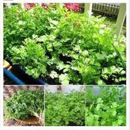 5 ounces of coriander seeds
