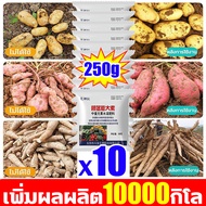 💥เพิ่มผลผลิต10000000กิโล💥 ฮอร์โมนมันสำปะหลัง ทำให้หัวมันสำปะหลัง โตไวมีขนาดใหญ่ขึ้น ปุ๋ยทางใบมันสำปะหลัง ช่วยเพิ่มผลผลิตปรับปรุงคุณภาพ ป้องกันการแตกร้าว ต้านทานโรค ปุ๋ยระเบิดหัว เหมาะสำหรับพืชใต้ดินหลายชนิดปุ๋ยเร่งหัวมัน ปุ๋ยมันสำปะลัง ผงนัวฉีดมัน