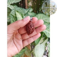 Jenitri Rudraksha Mukhi 3 OR 3 LINES Blessings_Always