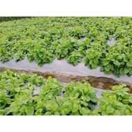 100 super top Malabar spinach seeds