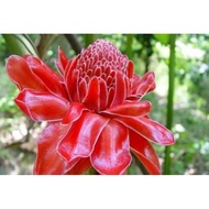 ANAK POKOK KANTAN MERAH THAILAND stabil dalam pasu