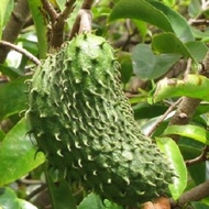 Biji benih durian belanda durian selat soursop