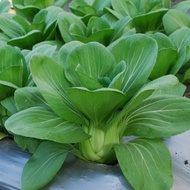 SAWI PAKCOY 50 biji bibit seed seeds Benih Sawi Pakcoy Nauli Cap Panah Merah Pakchoy / pak coy Hidro