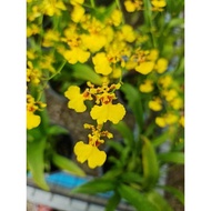 🌹Orkid Dancing Lady Orchid Live Plant Pokok Hidup🌹