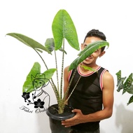 Unik FahriOrchid - Alocasia zebrina Berkualitas