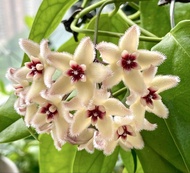 Hoya Buotii 波特毬蘭