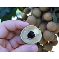 benih pokok longan berlian hybrid