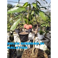 Anak Pokok Laici / Anak Pokok Laici hybrid ready stock