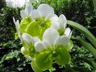 原生蘭花Vanda sanderiana var. alba (白)桑德萬代蘭 (優秀的母本)實生苗