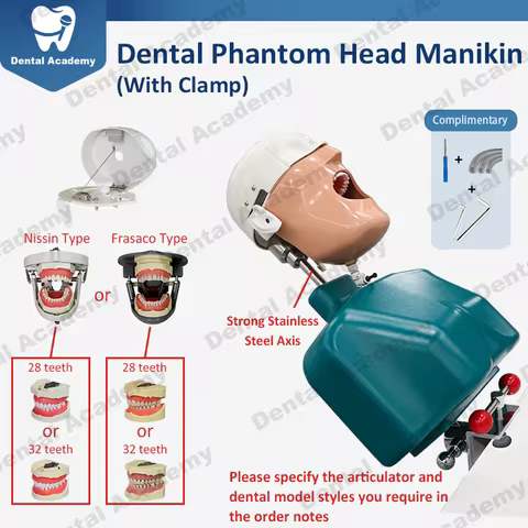 Dental Phantom Head With Clamp For Table Training Manikin Simulator Nissin Frasaco Type with Teeth T