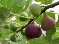 bonsai fig fruit tree seeds figs