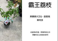 心栽花坊-霸王荔枝/4吋/荔枝/高壓苗/水果苗/荔枝品種/售價1400特價1200