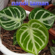 tanaman hias anthurium kuping gajah silver dorayaki