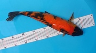 Ikan Koi Import Asli Jepang Hi-Utsuri 33Cm + Sertifikat Tatanhaidar