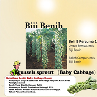 Benih Kubis Baby Brussel Sprout 50pcs+- Baby Cabbage seed 孢子甘蓝种子 biji benih sayur sayuran 水果植物蔬菜 種子 
