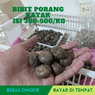 Bibit Porang Katak Super Isi 1kg 300-500 biji Siap Tanam