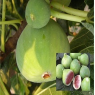 พันธุ์ Osborn Prolific Figs ต้นมะเดื่อฝรั่ง อร่อย หวาน หอมมากๆ ต้นสมบูรณ์มาก รากแน่นๆ จัดส่งพร้อมกระ