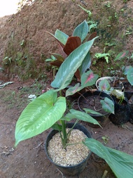 homalomena stigmatoglotis andromeda