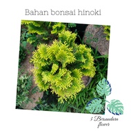 Bonsai cemara hinoki besar