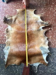 Kulit kidang kijang