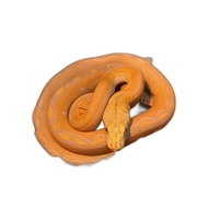 ular retic golden child albino purple