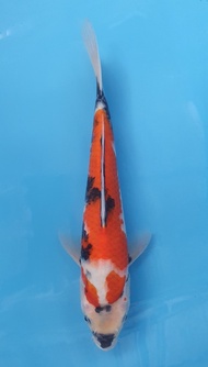Ikan Koi Import Showa Isa (code 10)
