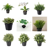 FEJKA, Artificial plant in 9 cm pot, oregano, timi, rosemary