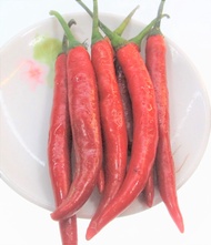 大辣椒