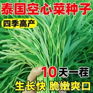 Willow Leaf Hollow Vegetable Seed Seed Seed Seed Seed Seed High-Produced Small Leaf Four Seasons Veg