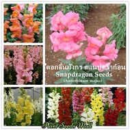 เมล็ดพันธุ์ ดอกลิ้นมังกร สแนปดราก้อน Mixed Snapdragon flower seeds (Antirrhinum majus) เมล็ดดอกไม้ บอนไซ ต้นไม้ ต้นไม้ประดับ บอนสีราคาถูก ต้นไม้มงคล ต้นไม้ฟอกอากาศ พันธุ์ดอกไม้ บรรจุ 300 เมล็ด คุณภาพดี ราคาถูก ของแท้ 100% ปลูกง่ายปลูกได้ทั่วไทย plants