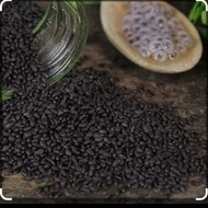SELASIH SEEDS 50 gr/BOIL SEED SELASIH SEEDS 50GR 100% ORIGINAL