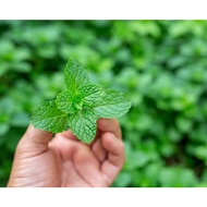 LIVE PLANT - Peppermint Plant / Anak Pokok Mint Pudina/薄荷叶 植物