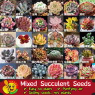 100% Original Mixed Succulent Seeds (Fresh 100pcs Seeds) 多肉植物种子 Bonsai Flower Seeds for Planting Home Garden Deco Air Plants Outdoor Indoor Plants Real Plants Seed Flower Plant Succulent Live Plant Benih Pokok Bunga Pokok Bunga Hidup Vegetable Seeds