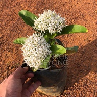 TKL - Ixora Chinensis/Red/Orange/Yellow/White (Polybag 8x9) 龙船花/英丹/仙丹花 (Polybag 8x9)