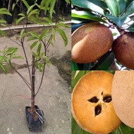 Ciku Subang Hybrid 3kaki