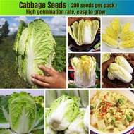 [Fast Germination] 100% Original Cabbage Seeds for Planting (200 Seeds) Biji Benih Kubis Cina Benih 