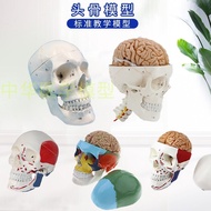 Human skull model adults one to one medical simulation skull anatomy digital coding identification skeleton specimen